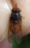 Rhingia rostrata